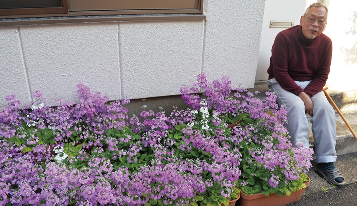 川崎市高津区末長 鈴木さん宅の桜草 サクラソウ が見ごろ 21年も地域に彩り 神奈川 東京多摩のご近所情報 レアリア