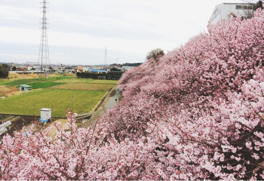 南足柄市・一ノ堰ハラネの春めき桜が見ごろ！