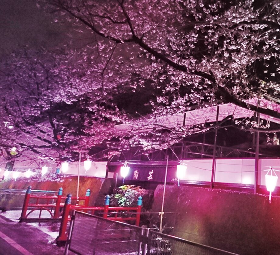 【横浜市港北区】4月初旬まで ｢近場で夜桜楽しんで｣＠岸根町「そばの陶芸館」付近