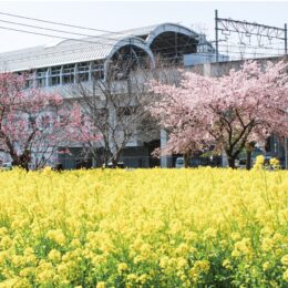 【横浜市】春告げる黄色の絨毯 、菜の花が見頃＠都筑区川和町