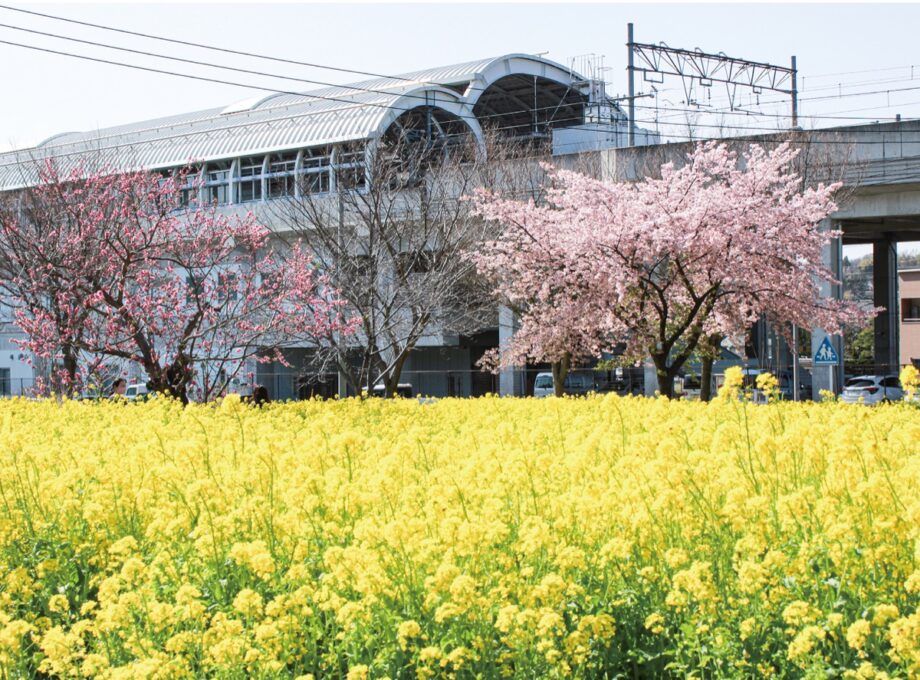 【横浜市】春告げる黄色の絨毯 、菜の花が見頃＠都筑区川和町