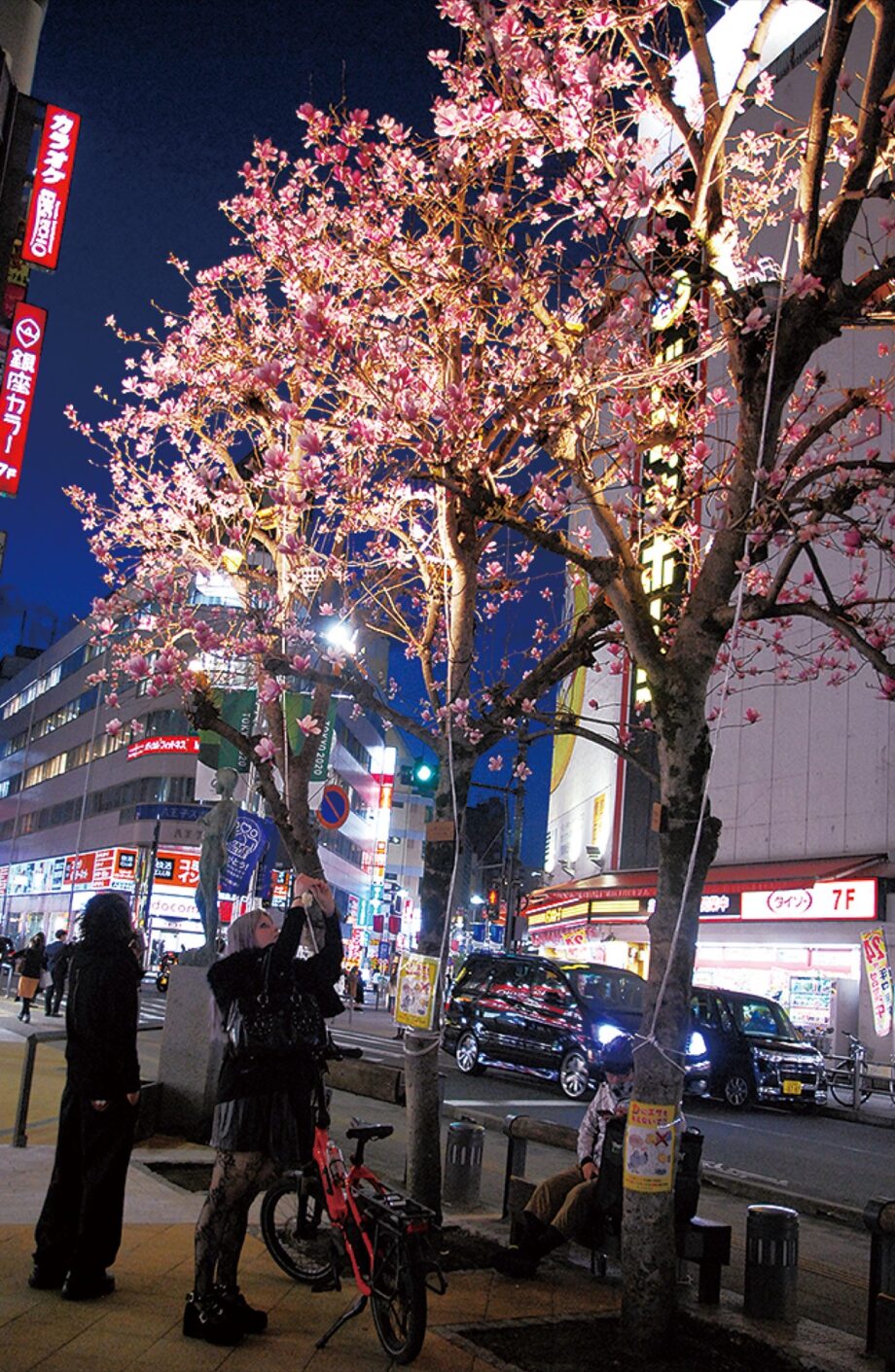 八王子駅北口の西放射線沿いに、シモクレン開花！夜にはライトアップ＜3月28日には花の種配布＞
