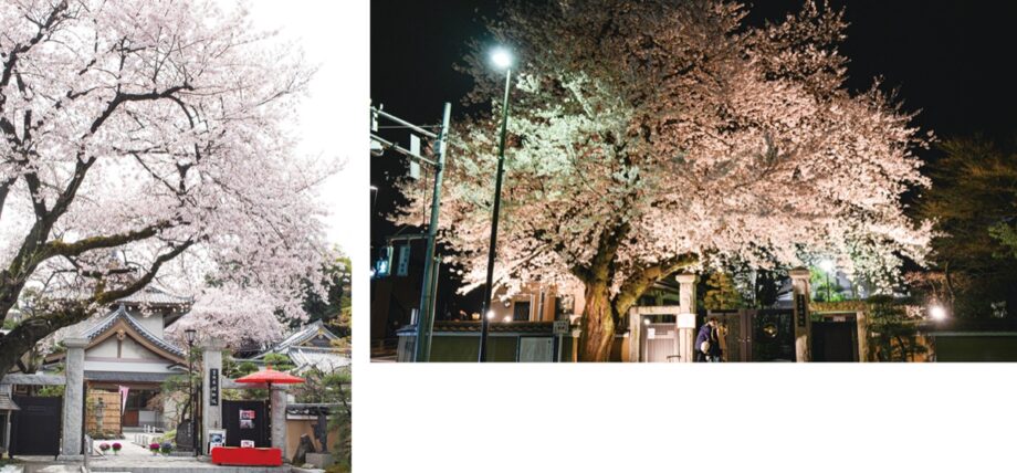 【長時間の公園利用はお控えください】2021年八王子でも桜開花　信松院ではライトアップも