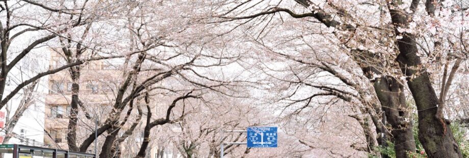 相模原市役所そば：さくら通りで桜が開花ー満開の桜のトンネルは幻想的【相模原市中央区】