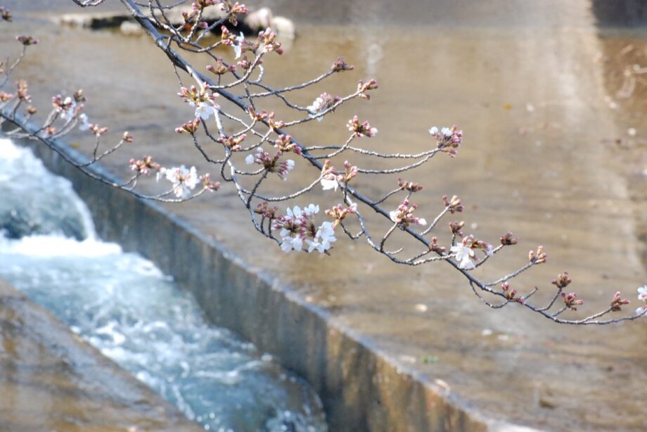 町田の桜を楽しむ公式ガイドブック発行！2021年「さくらまつり」は中止
