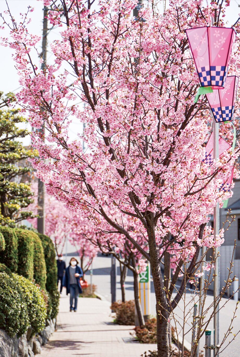 横浜市・港南区の桜道　2021年も早咲きの「陽光」が見頃！