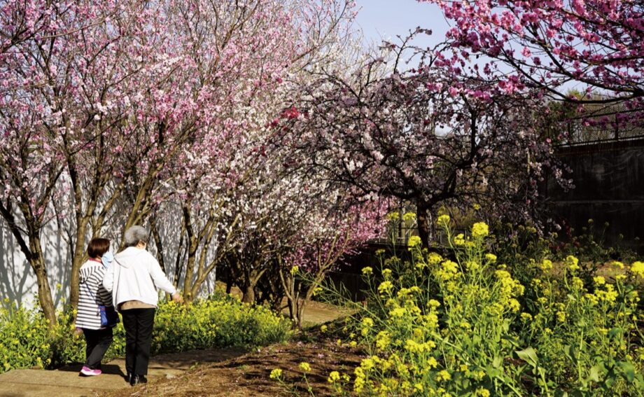 春らんまん 『藤沢女坂花桃の道』ピンク・白・黄の「三色競演」ピークは3月末～4月上旬