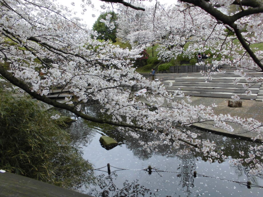 【横浜市】春の港北さんぽ　今が見ごろ、満開桜めぐり