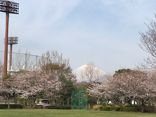 花と緑に囲まれた憩いの場　上府中（かみふなか）公園からの桜と富士山は絶景