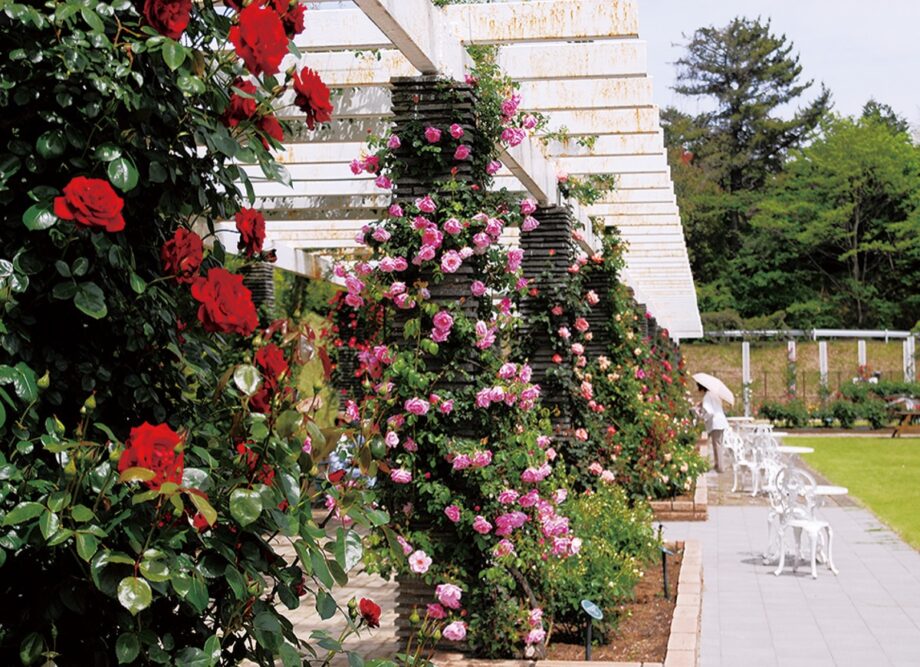 2021年＜川崎市多摩区・生田緑地ばら苑＞ ２年ぶり、春の一般開放～色とりどりのバラを楽しんで～