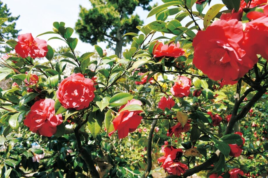 200種類以上の椿が咲き誇る「氷室椿庭園」のツバキ鮮やかに＠茅ヶ崎市
