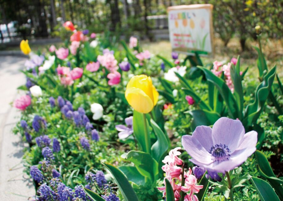ミックス花壇が開花 ！横浜市鶴見区の「江ヶ崎町公園」鮮やかに春彩る