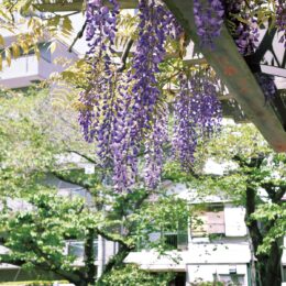 藤の花が見ごろ＜横浜市・西区内の各所で＞