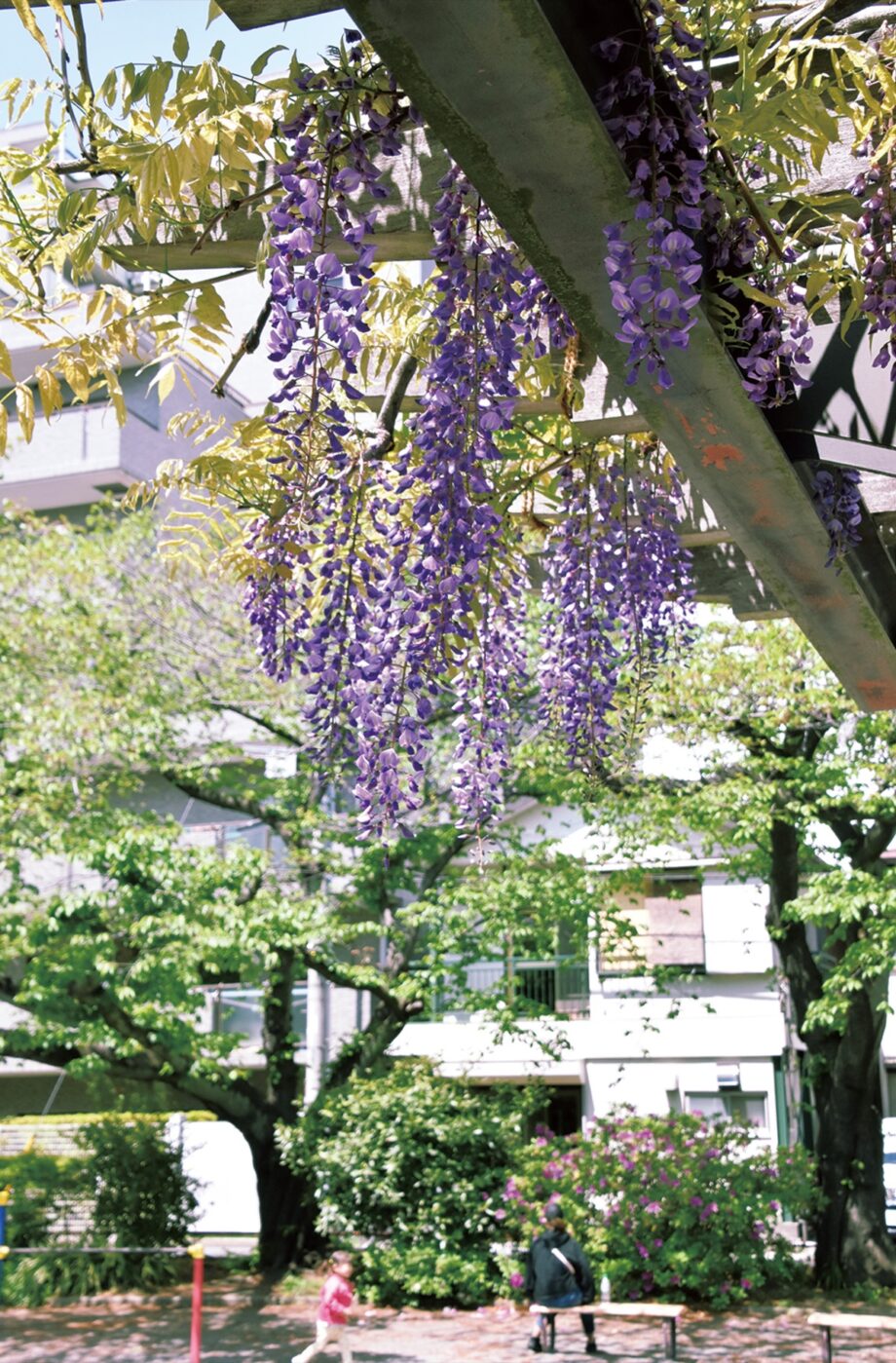 藤の花が見ごろ 横浜市 西区内の各所で 神奈川 東京多摩のご近所情報 レアリア