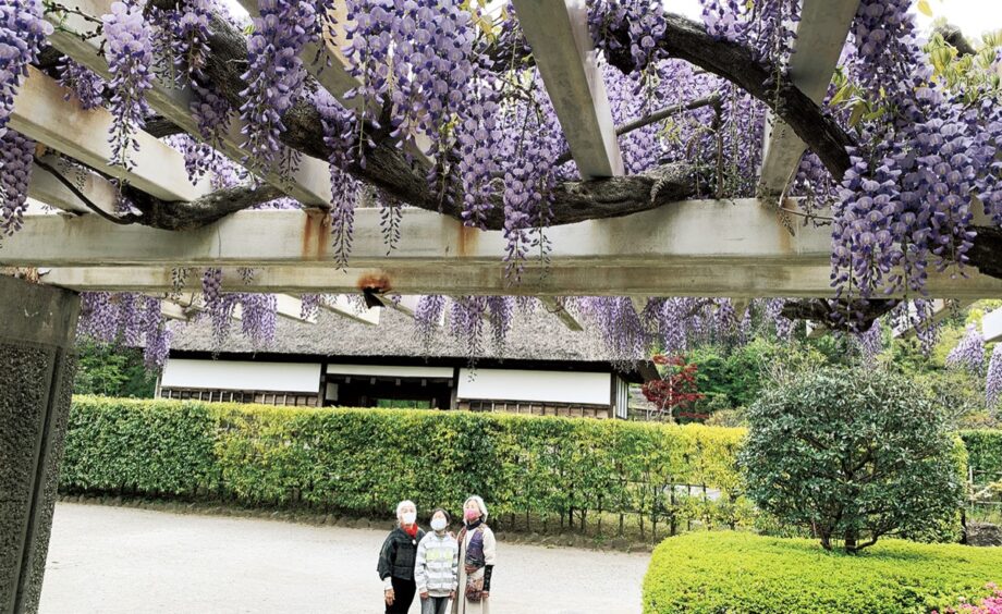 藤沢の新林公園などフジ棚が見頃 ＜紫色の花穂、たわわに＞