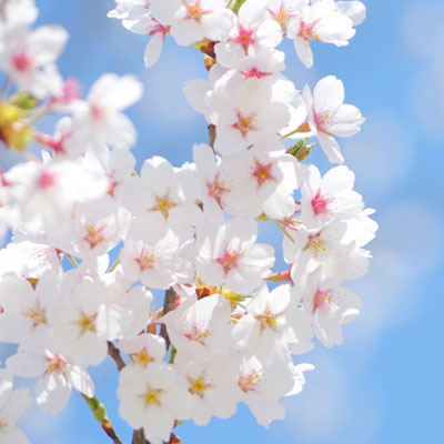 【横浜市港北区】新羽ケアプラで「桜」が満開「桜サクPROJECT」桜づくりに参加も