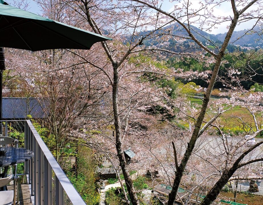 【秦野でお散歩】寺山に春の訪れ ソメイヨシノが見ごろ