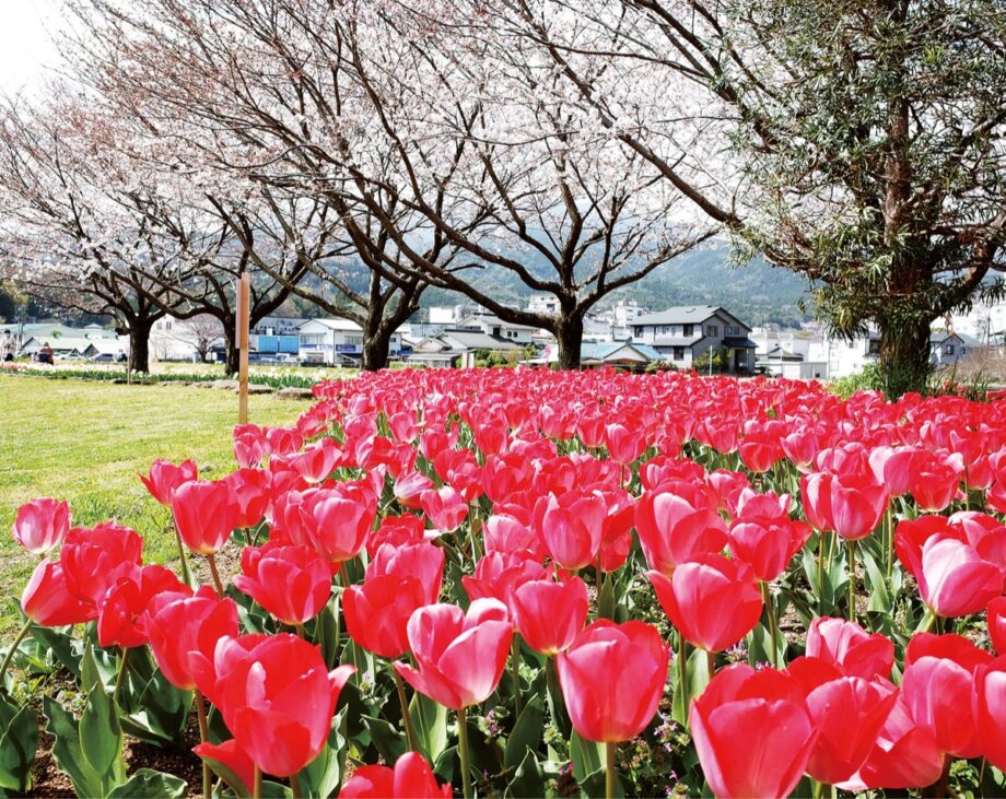 【南足柄市中部公民館】約１万株が咲き誇るチューリップの鑑賞スポット！富士山とのコラボも楽しめる！