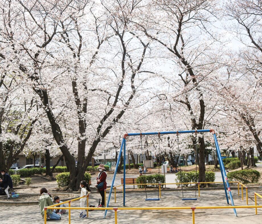 【横浜市緑区】桜が見ごろ迎える ＠中山駅北第一公園