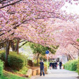【横浜市都筑区高山あかしあ公園付近】遊歩道、ピンクに染まる 高山のサトザクラ