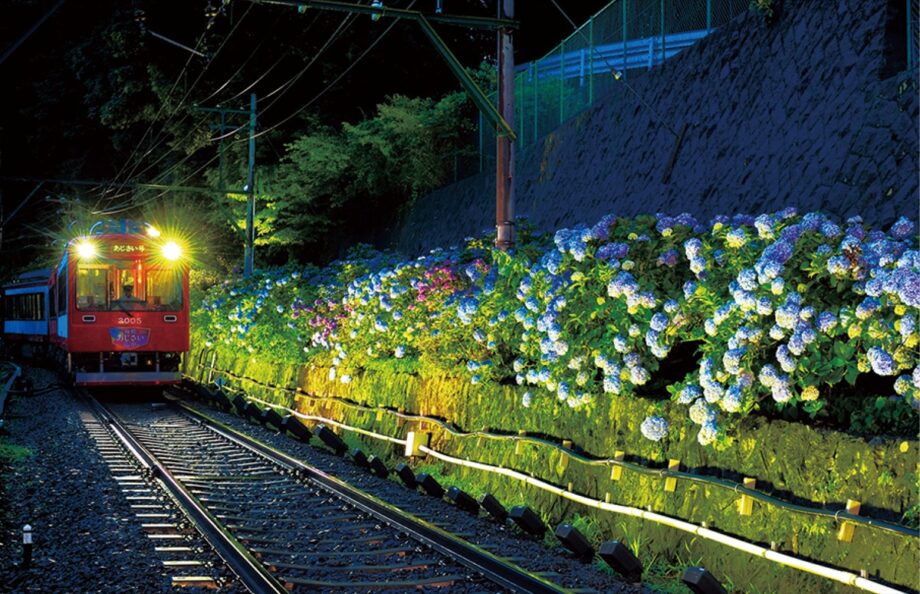 【箱根登山鉄道】2年ぶりに、あじさいの夜間ライトアップを実施！〈６月19日(土)から〉