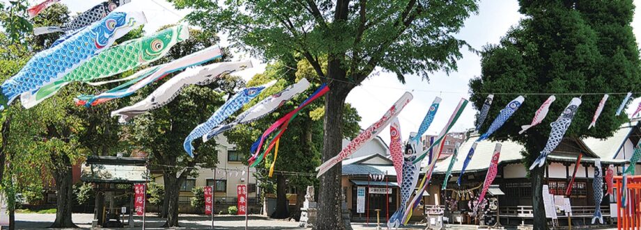約50匹遊泳ー鯉のぼりの伝統を守り継ぐ【相模原市中央区：氷川神社】