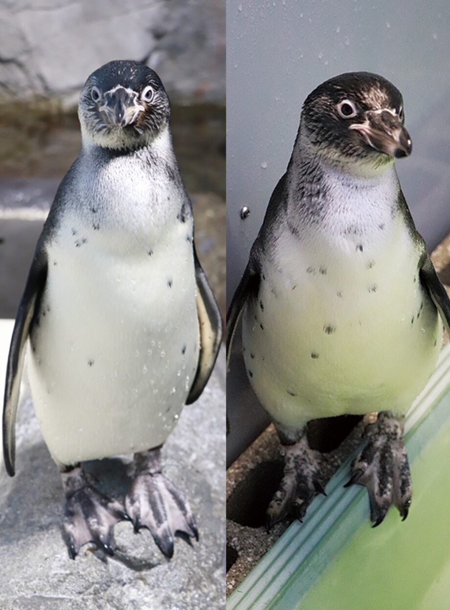 『素敵な愛称つけて』新江ノ島水族館のフンボルトペンギン2羽  【受け付けは４月11日（日）まで】