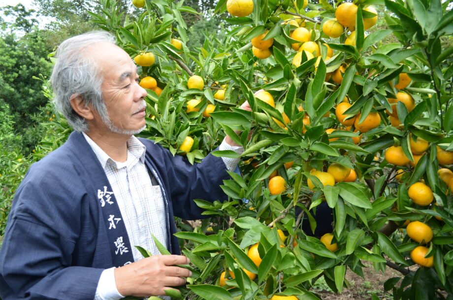 【海老名市の農家直売所】新鮮果物は「鈴木農園」へ！柑橘は完全無農薬のこだわり＜直売マルシェも＞