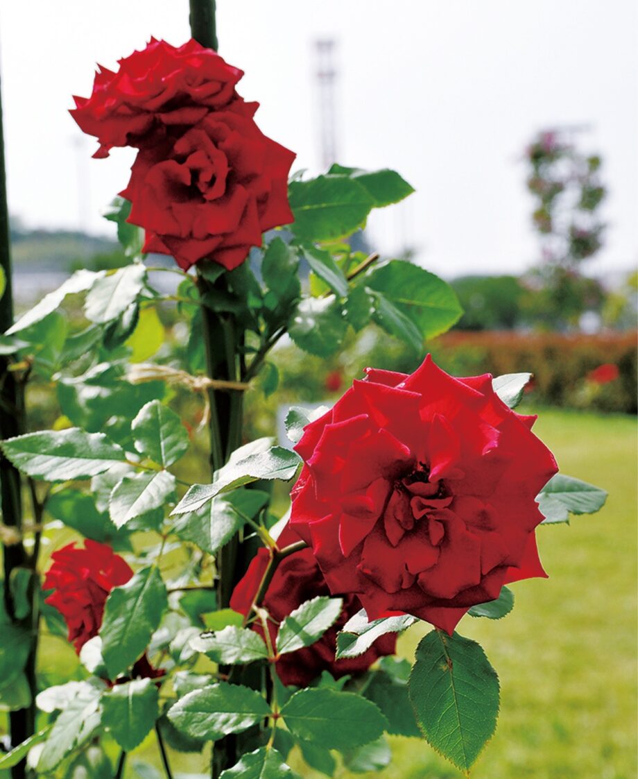 横須賀汐入町ヴェルニー公園に「按針」モチーフ深紅のバラ咲き誇る