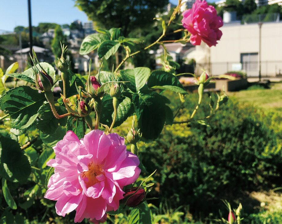 横浜市保土ヶ谷区・星川中央公園 「友好のバラ」咲く 気品高いダマスクローズ