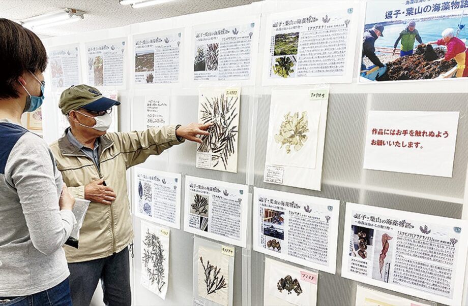 「海藻物語」コラムニスト博士・高橋さんが標本を展示＠逗子市　5月16日にはお話し会も開催