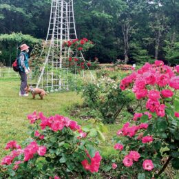 ＜大庭城址公園のバラ園＞赤・ピンク・白が約60種類120本　見頃は5月末頃（藤沢市）