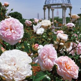 2021年も約1400株のバラが見頃＠町田市：野津田公園ばら広場