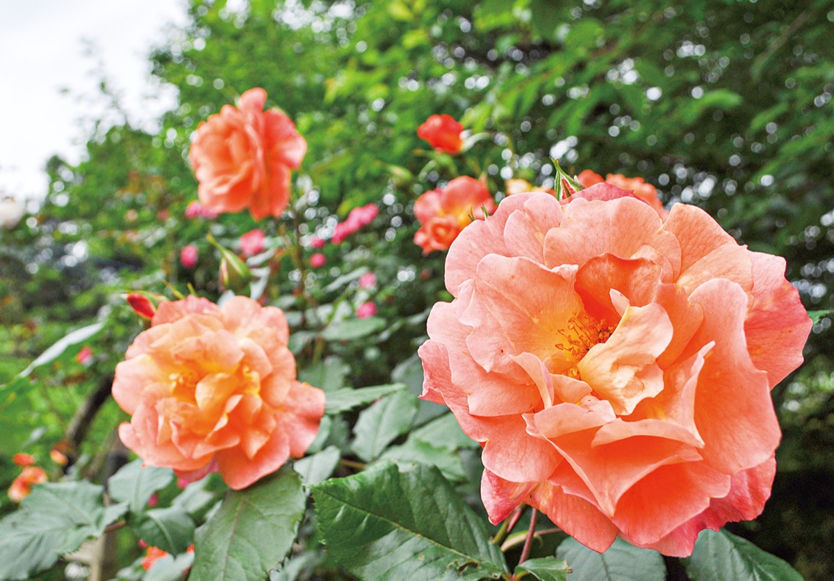 入園無料 23日まで一般公開中 ローズオカガミ 春のバラフェア ２５０種類のバラ ７００ ８００本 川崎市麻生区 神奈川 東京多摩のご近所情報 レアリア