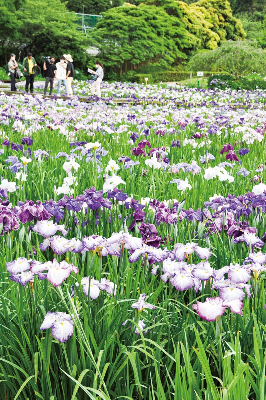 2021年も「横須賀しょうぶ園」14万株が咲き競う！アジサイも順に初夏の花リレー