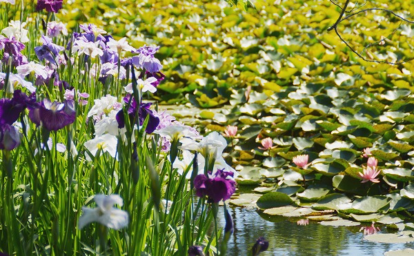 小田原フラワーガーデンで2021年も『菖蒲・睡蓮まつり』開催中！約500株の紫陽花も見頃に！