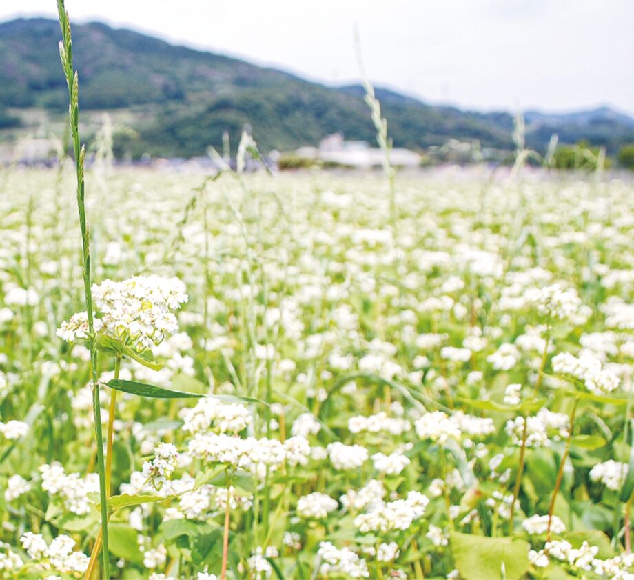 【秦野でお散歩】丹沢そばの農園で、風に揺れる白いそばの花