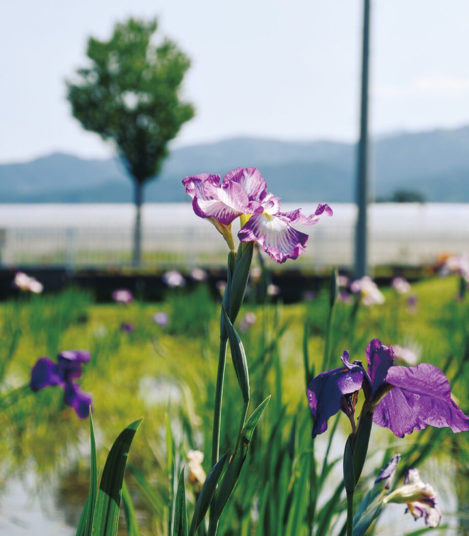 〈大井町せせらぎの郷花菖蒲園〉紫や白など２３００株の花ショウブが見頃！