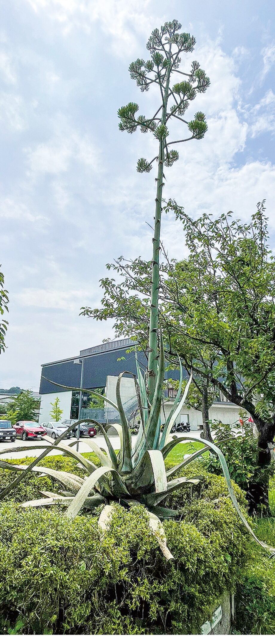 鎌倉市大船中学校『リュウゼツラン』植樹52年で初開花