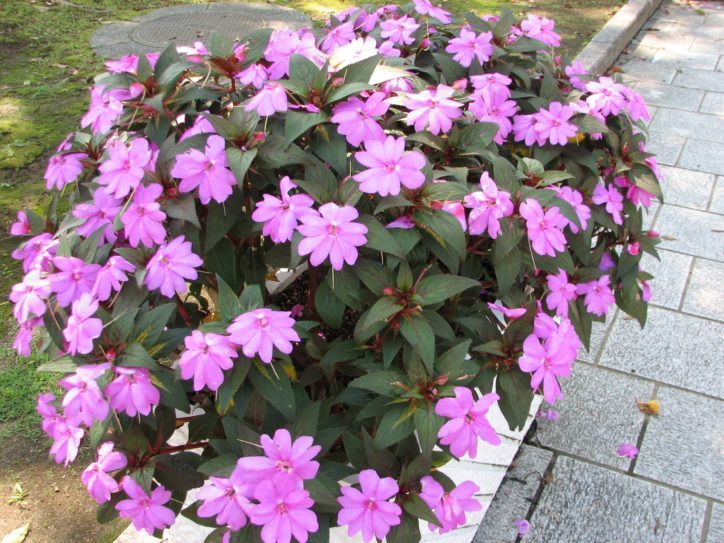2021年も満開の花と音楽を楽しむ 【サンパチェンス祭り】横浜市鶴見区の入船公園で企画