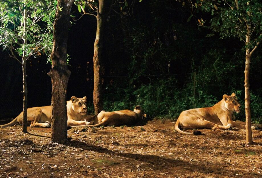 【要事前予約】ズーラシア ２年ぶりの｢夜の動物園｣ ライトアップや夜市も開催
