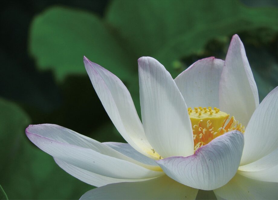 大きな花が特徴のハス『酔妃蓮（すいひれん）』が見ごろ＠鎌倉光明寺