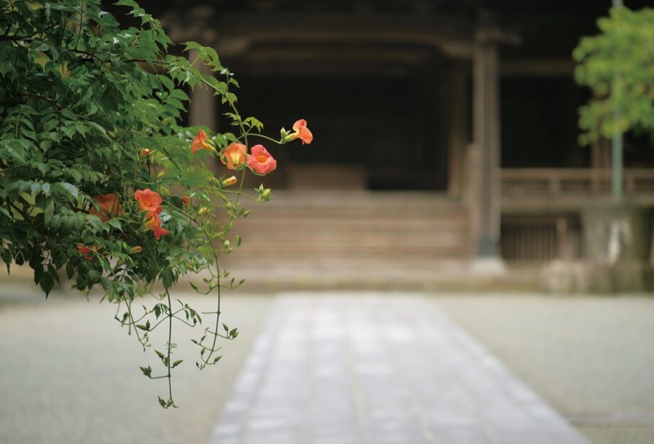 夏告げる『ノウゼンカズラ』花盛りへ［鎌倉の妙本寺］