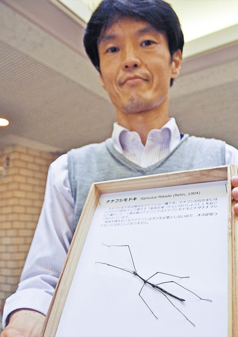 横須賀市で初の発見！！中学生が「雄のナナフシ」逸見地区公園で見つけ博物館に寄贈