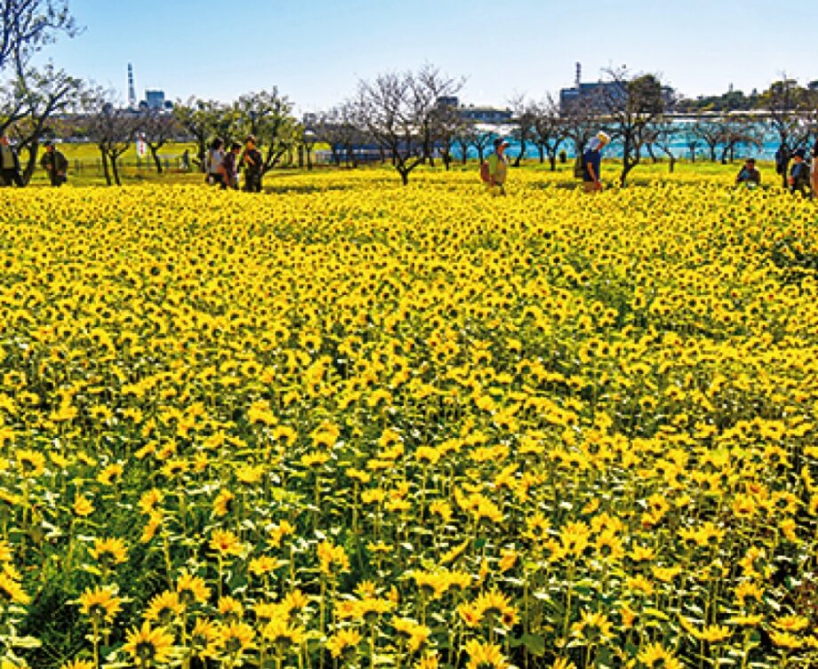 幸せの黄色い「冬のひまわり」おうちで咲かせよう！＠寒川町観光協会
