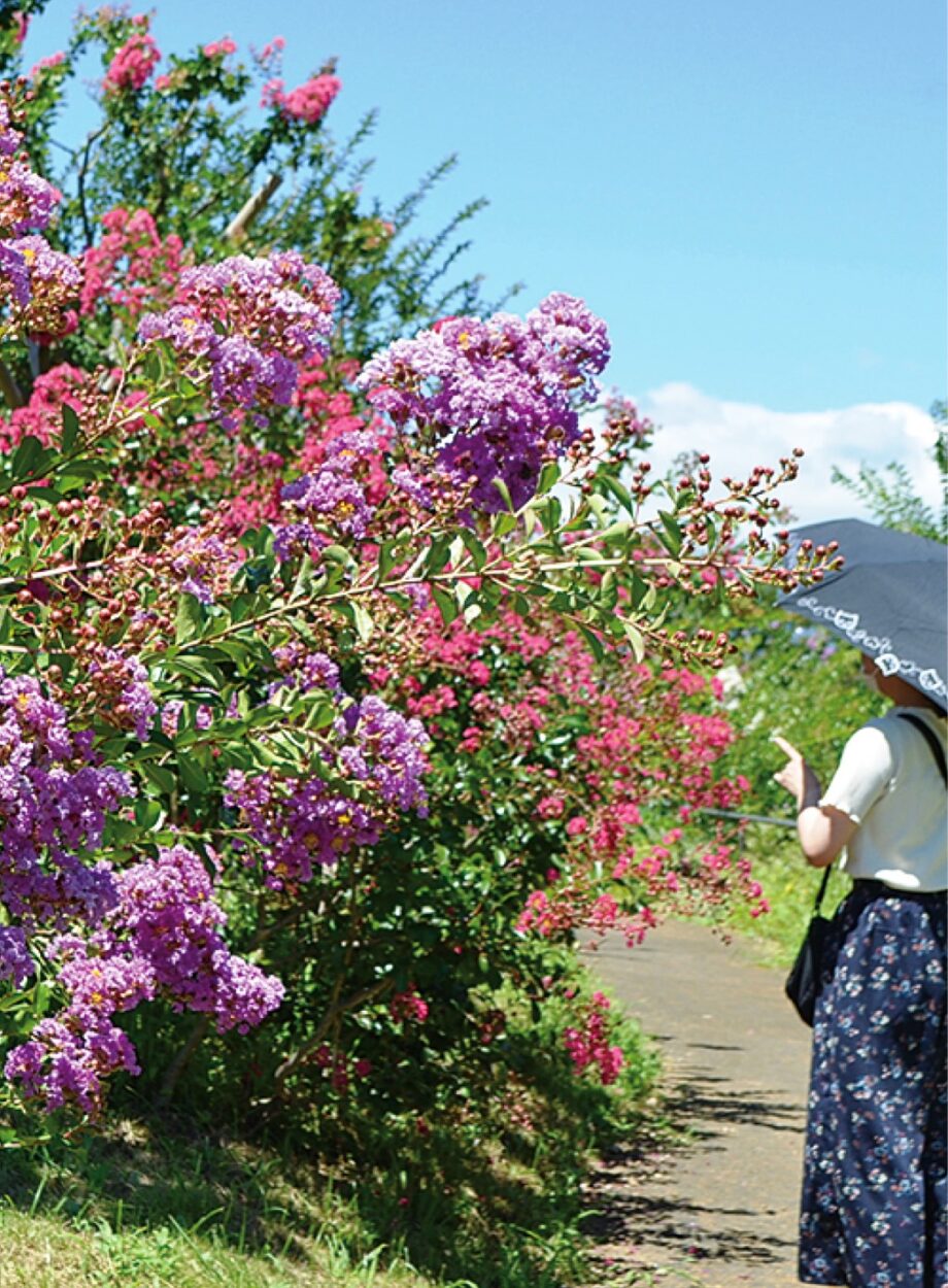 平塚・花菜ガーデンでサルスベリ（百日紅）が見頃を迎える