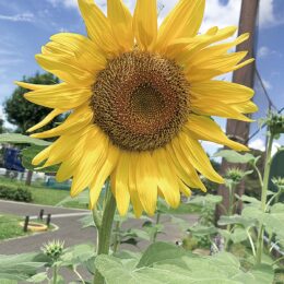 2021年も約１０００本のヒマワリが開花 ＠横浜市瀬谷区　本郷公園