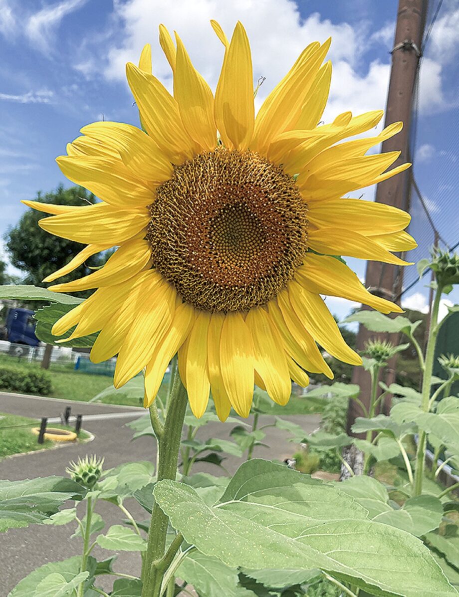 2021年も約１０００本のヒマワリが開花 ＠横浜市瀬谷区 本郷公園 