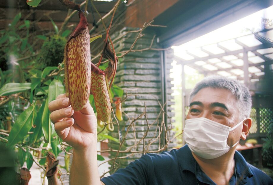 箱根湿生花園 世界の食虫植物展 開催中 約１００種７００点が勢ぞろい 特別販売会も 神奈川 東京多摩のご近所情報 レアリア