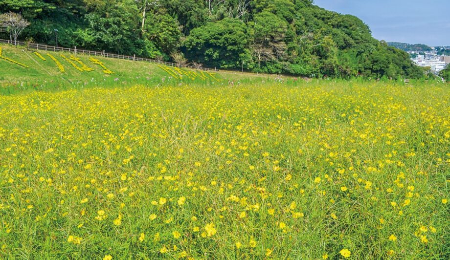 花の名所 くりはま花の国 で100万本以上のコスモスが咲き乱れる レモンブライト が今見頃 神奈川 東京多摩のご近所情報 レアリア